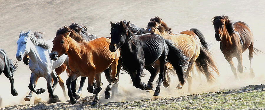 摄影:金秋坝上之骏马奔腾